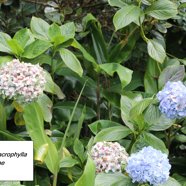 79- Hortensia (2).JPG