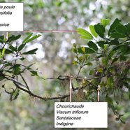 84- Melicope obtusifolia (1).JPG