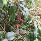 16. Fleurs d'Agarista salicifolia - Bois de rempart (Le Grand bois de rempart) - Ericacée.jpeg