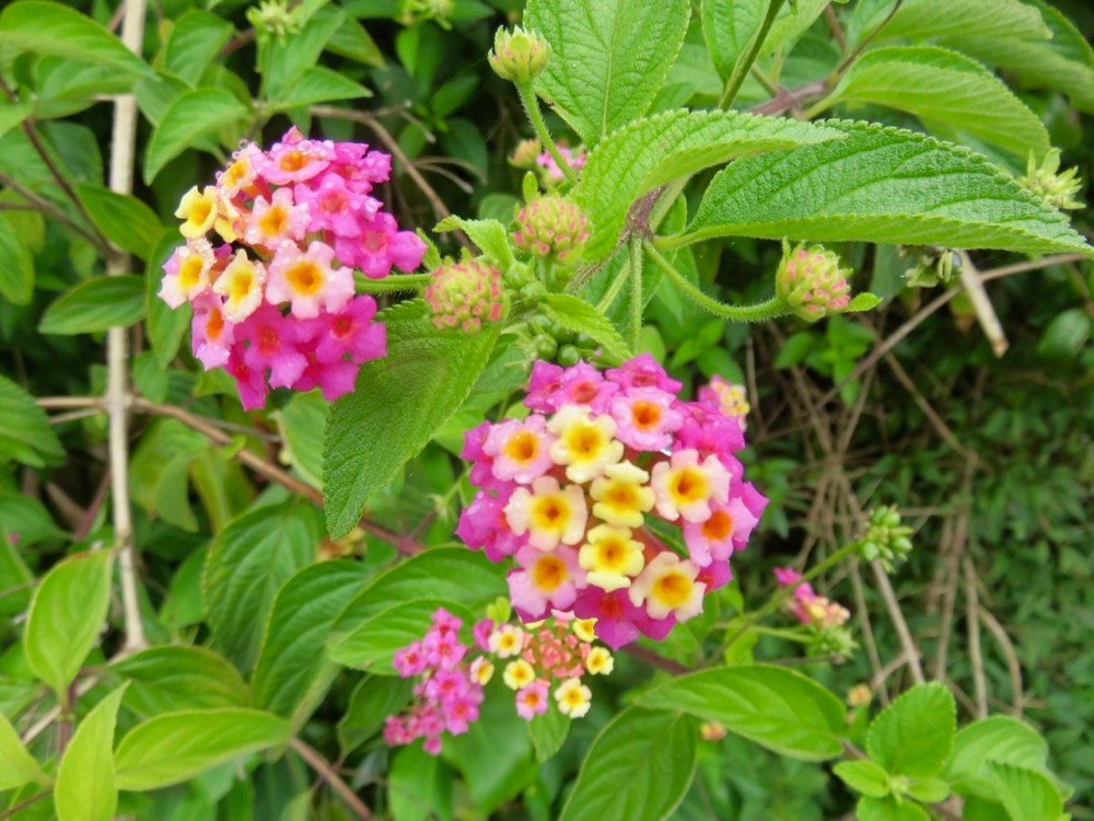 17. Fleurs de Lantana camara - Galabert ou Corbeille d'or - Verbenaceae.jpeg