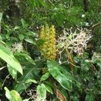 4. En premier plan, fleurs de Chassalia corallioides - Bois de corail - Rubiacée.jpeg