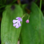 Cynorkis_purpurascens_ORCHIDOIDEAE_Indigene_Reunion_MB3_1262.jpg
