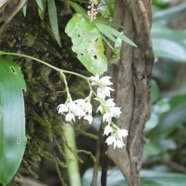 Polystachya_cultriformis_EPIDENDROIDEAE_Indigene_Reunion_P1050862.jpg