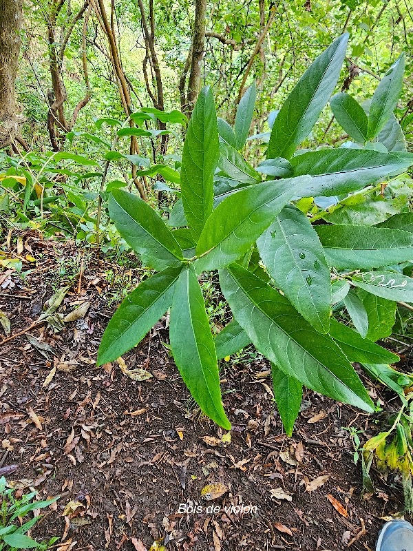 1 Acalypha integrifolia Bois de violon Euphorbiaceae INDIGENE La Réunion .jpeg