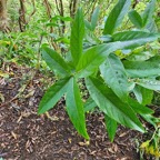 1 Acalypha integrifolia Bois de violon Euphorbiaceae INDIGENE La Réunion .jpeg