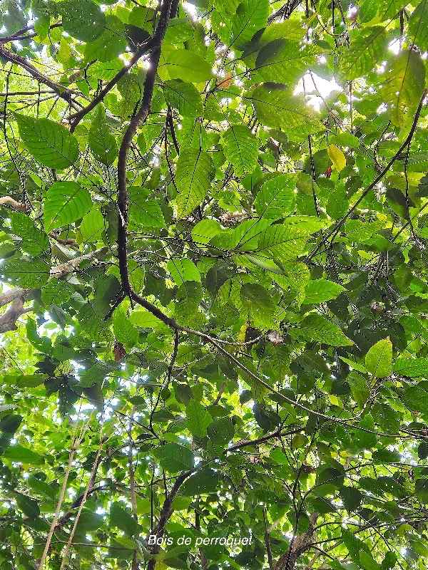2 Hancea integrifolia Bois de perroquet Euphorbiaceae ENDEMIQUE La Réunion, Maurice .jpeg