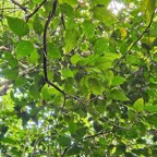 2 Hancea integrifolia Bois de perroquet Euphorbiaceae ENDEMIQUE La Réunion, Maurice .jpeg