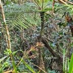 4 Alsophila borbonica Fanjan mâle Cyatheaceae ENDEMIQUE La Réunion, Maurice .jpeg