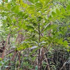 5 Phyllanthus phillyreifolius Bois de cafrine Phyllanthaceae ENDEMIQUE La Réunion, Maurice .jpeg