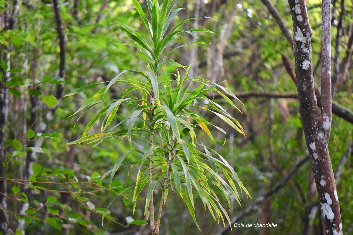 6 Dracaena reflexa Bois de chandelle Asparagaceae INDIGENE La Réunion .jpeg