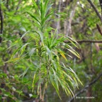 6 Dracaena reflexa Bois de chandelle Asparagaceae INDIGENE La Réunion .jpeg