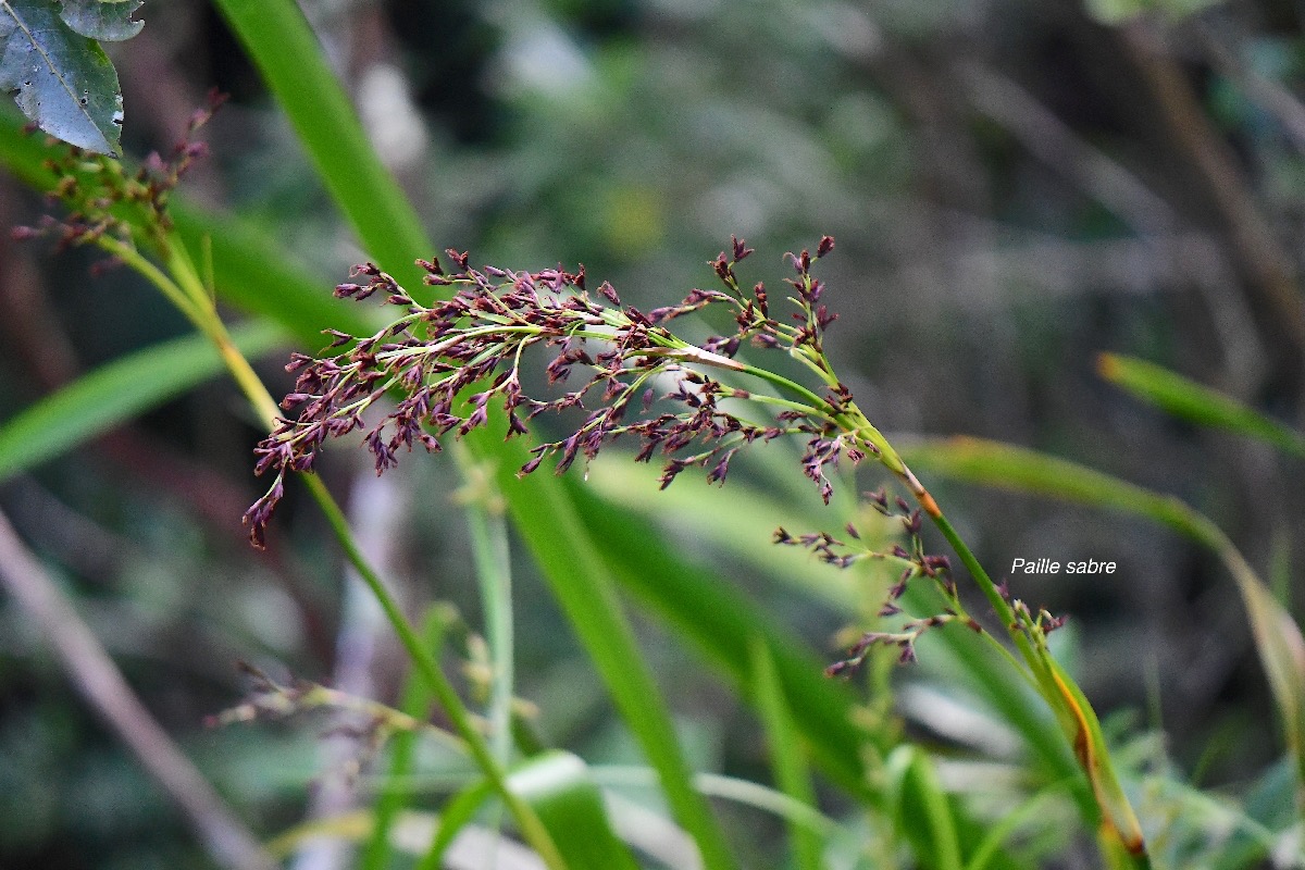 7 Machaerina iridifolia Paille sabre Cyperaceae INDIGENE La Réunion .jpeg
