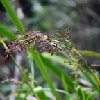 7 Machaerina iridifolia Paille sabre Cyperaceae INDIGENE La Réunion .jpeg