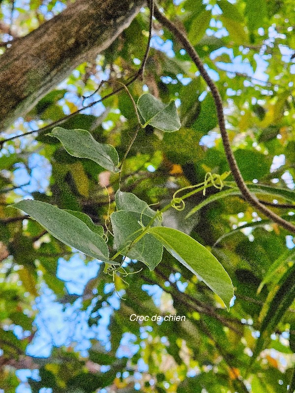 8 Smilax anceps Croc de chien Smilacaceae INDIGENE La Réunion .jpeg