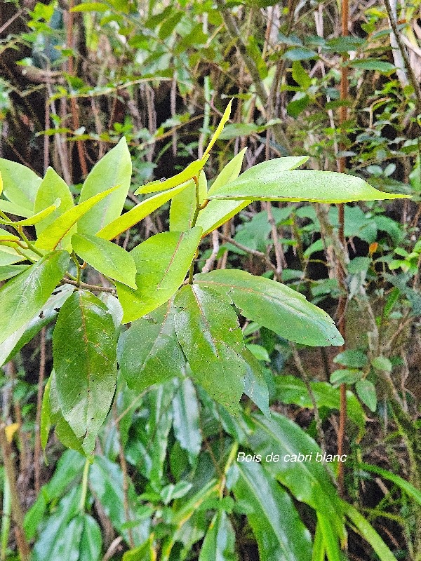 9 Antidesma madagascariense Bois de cabri blanc Phyllanthaceae INDIGENE La Réunion .jpeg