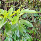 9 Antidesma madagascariense Bois de cabri blanc Phyllanthaceae INDIGENE La Réunion .jpeg