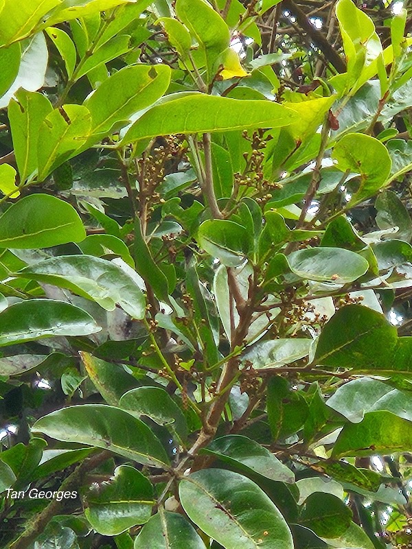 10 Molinaea alternifolia Tan Georges Sapindaceae ENDEMIQUE La Réunion, Maurice .jpeg