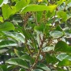 10 Molinaea alternifolia Tan Georges Sapindaceae ENDEMIQUE La Réunion, Maurice .jpeg