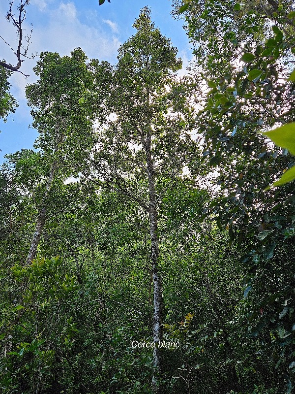 11 Homalium paniculatum Corce blanc Salicaceae ENDEMIQUE La Réunion, Maurice .jpeg