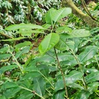 12 Chassalia corallioides Bois de corail Rubiaceae ENDEMIQUE La Réunion .jpeg