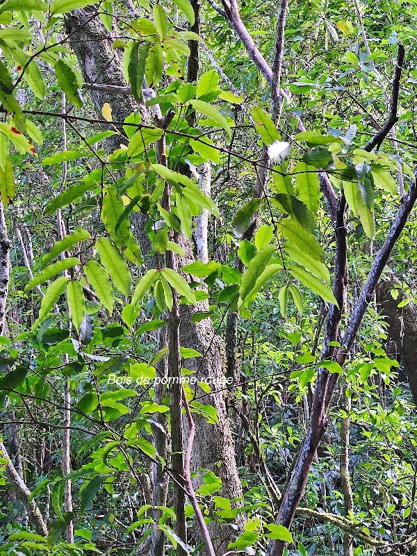 13 Syzygium cymosum Bois de pomme rouge Myrtaceae ENDEMIQUE La Réunion, Maurice .jpeg