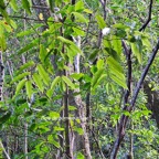 13 Syzygium cymosum Bois de pomme rouge Myrtaceae ENDEMIQUE La Réunion, Maurice .jpeg