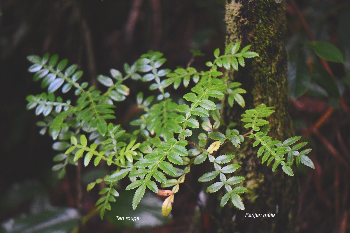 15 Weinmannia tinctoria Tan rouge Cunoniaceae ENDEMIQUE La Réunion, Maurice sur Alsophila borbonica  .jpeg