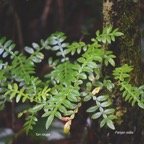 15 Weinmannia tinctoria Tan rouge Cunoniaceae ENDEMIQUE La Réunion, Maurice sur Alsophila borbonica  .jpeg