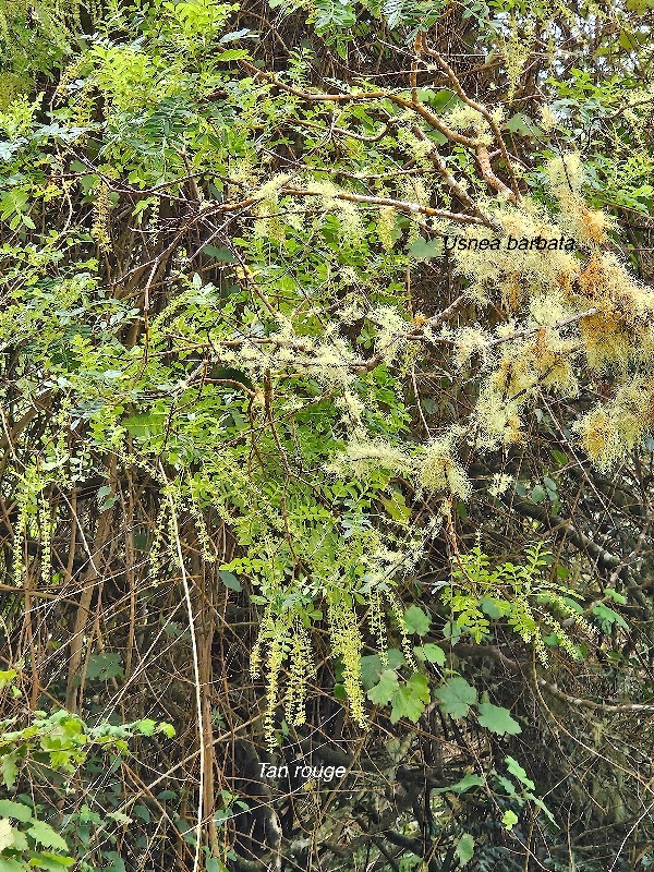 16 Weinmannia tinctoria Tan rouge Cunoniaceae ENDEMIQUE La Réunion, Maurice .jpeg