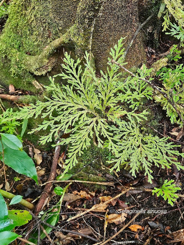 17 Selaginella sinuosa Slaginellaceae ENDEMIQUE La Réunion .jpeg
