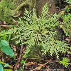 17 Selaginella sinuosa Slaginellaceae ENDEMIQUE La Réunion .jpeg