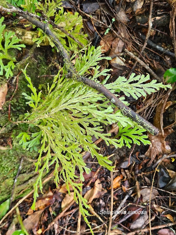 18 Selaginella sinuosa Selaginellaceae ENDEMIQUE La Réunion .jpeg