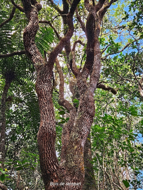 19 Agarista salicifolia Bois de rempart Ericaceae INDIGENE La Réunion .jpeg