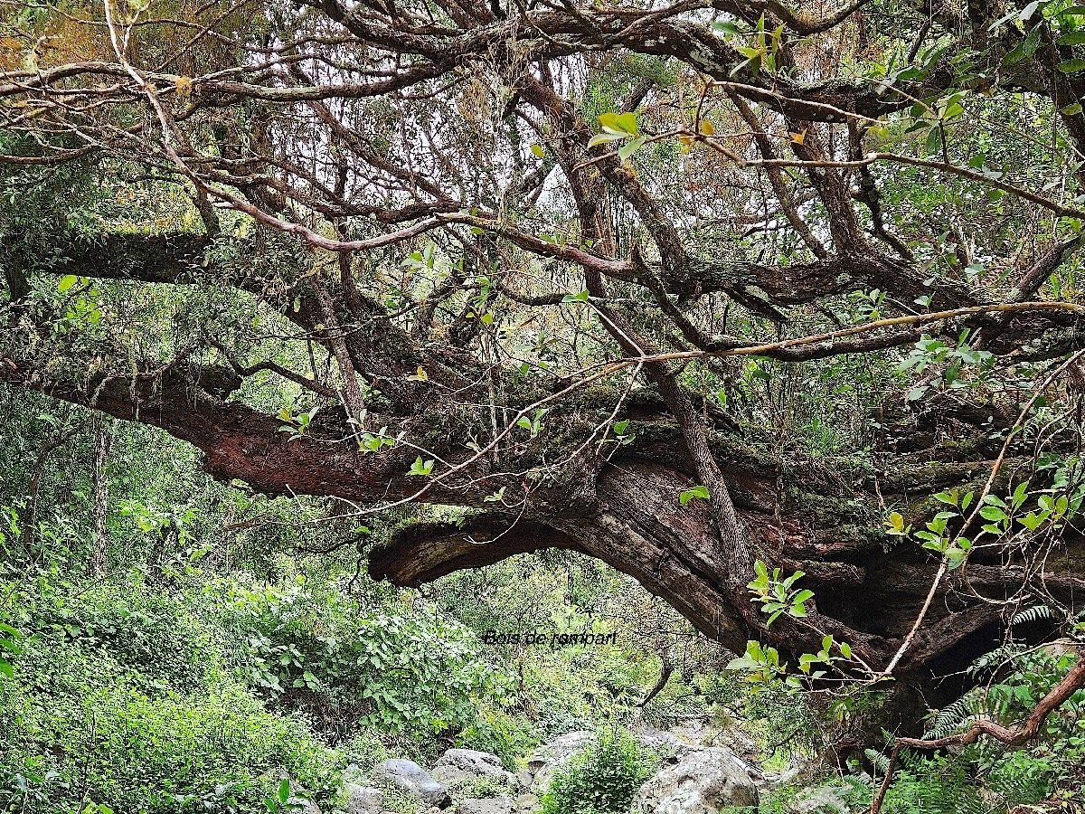 20 Agarista salicifolia Bois de rempart Ericaceae INDIGENE La Réunion .jpeg