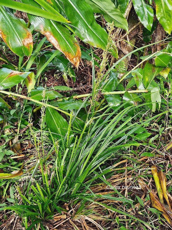 21 Carex brunnea Cyperaceae INDIGENE La Réunion .jpeg
