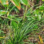 21 Carex brunnea Cyperaceae INDIGENE La Réunion .jpeg