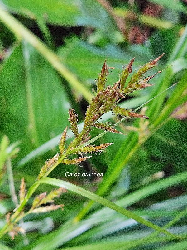 22 Carex brunnea Cyperaceae INDIGENE La Réunion .jpeg