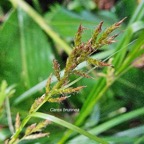 22 Carex brunnea Cyperaceae INDIGENE La Réunion .jpeg