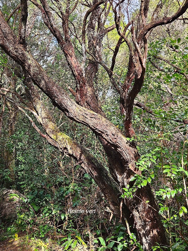 23 Erica reunionensis Branle vert Ericaceae ENDEMIQUE La Réunion .jpeg