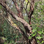 23 Erica reunionensis Branle vert Ericaceae ENDEMIQUE La Réunion .jpeg