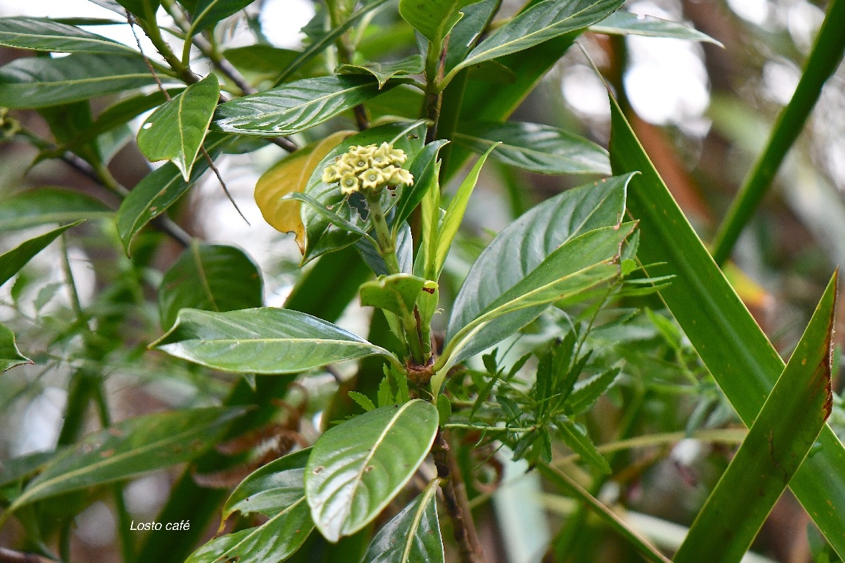 24 Gaertnera vaginata Losto café Rubiaceae ENDEMIQUE La Réunion.jpeg