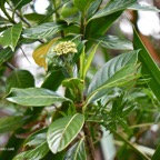 24 Gaertnera vaginata Losto café Rubiaceae ENDEMIQUE La Réunion.jpeg