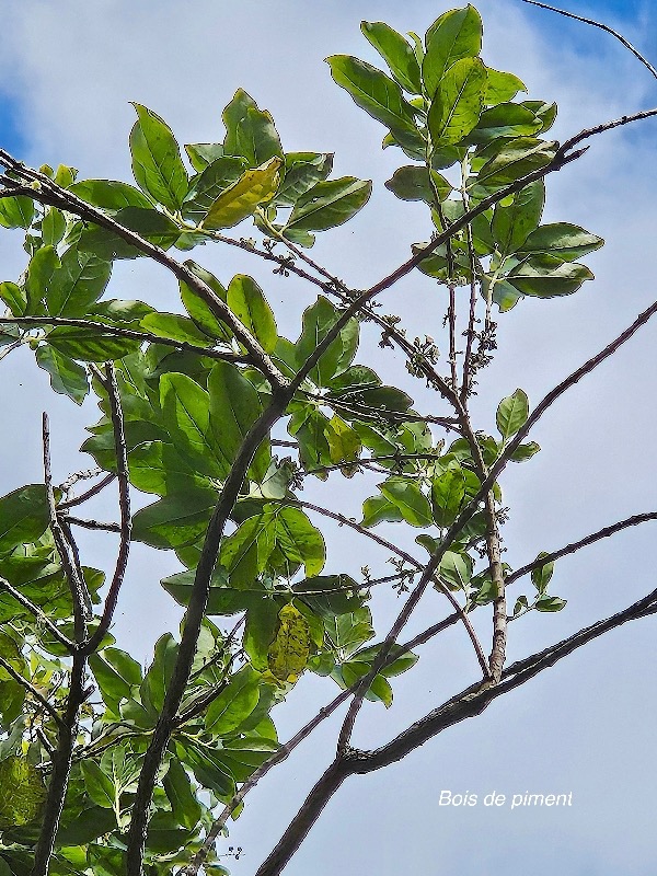 25 Geniostoma borbonicum Bois de piment Loganiaceae ENDEMIQUE La Réunion, Maurice .jpeg