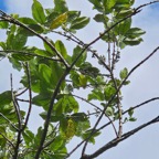 25 Geniostoma borbonicum Bois de piment Loganiaceae ENDEMIQUE La Réunion, Maurice .jpeg