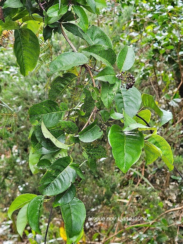 26 Danais fragrans Lingue noir, Liane jaune Rubiaceae INDIGENE La Réunion .jpeg