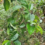 26 Danais fragrans Lingue noir, Liane jaune Rubiaceae INDIGENE La Réunion .jpeg