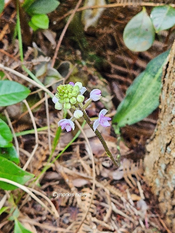 27 Cynorkis ridleyi ( squamosa Flore des Mascareignes) Orchidaceae INDIGENE La Réunion .jpeg
