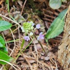 27 Cynorkis ridleyi ( squamosa Flore des Mascareignes) Orchidaceae INDIGENE La Réunion .jpeg