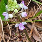 28 Cynorkis ridleyi ( squamosa Flore des Mascareignes ) Orchidaceae INDIGENE La Réunion .jpeg
