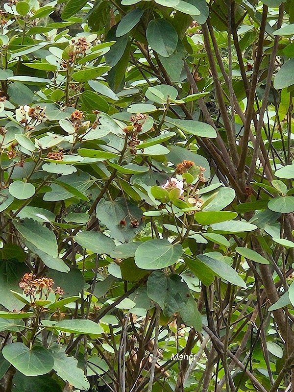 29 Dombeya ficulnea Mahot Malvaceae ENDEMIQUE La Réunion .jpeg